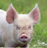 Pyren'io Atelier de Découpe du Pays d'Olmes, catégorie Porc